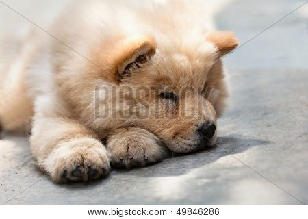Portrait of a young puppy chow chow