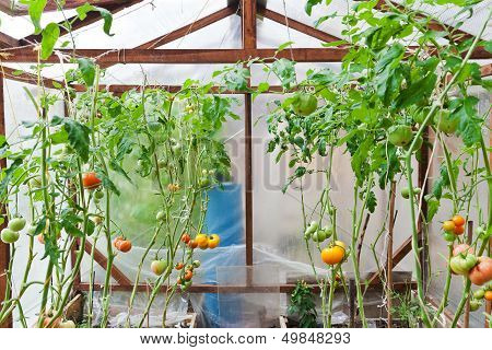 Greenhouse With Tomatoes