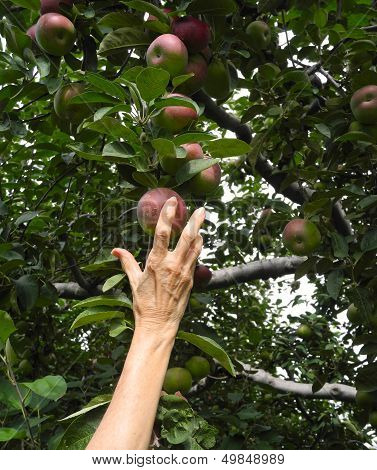 A Senior Citizen Reaches For An Apple on the Trip to the Pick-your-own Orchard