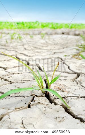 Lonely plant growing in cracked ground