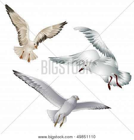 Seagull