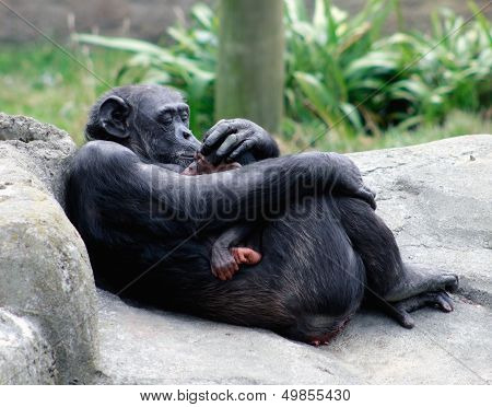 Mother Chimpanzee Feeding Her Baby