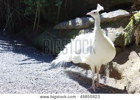 White Peacock