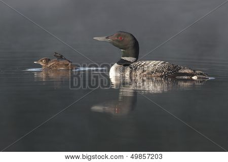 Common Loon Swimming With Young Chick