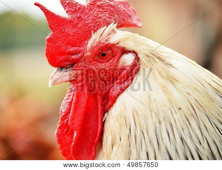 Rooster On Traditional Free Range Poultry Farm