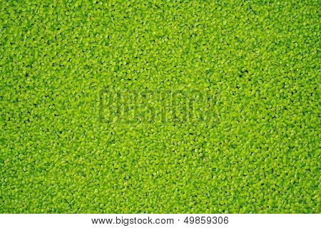 Duckweed
