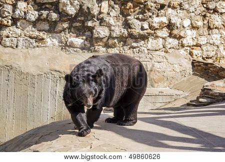 Asian Black Bear