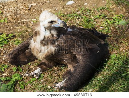 Cinereous Vulture