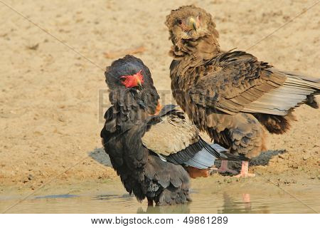 Bateleur Eagle - Wild Bird Background from Africa - Fun of the Curious and Beautiful