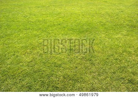 Green Grass