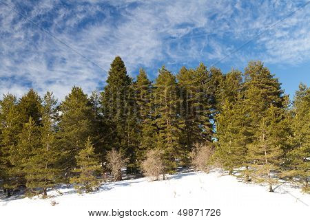 Forest And Clouds