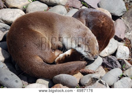 Sleeping River Otters