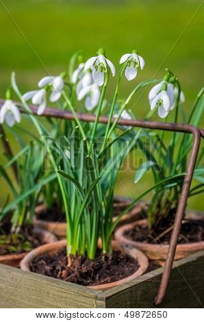 Snowdrops in an old wooden box on a sunny spring day