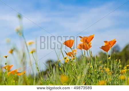 Orange wildflowers