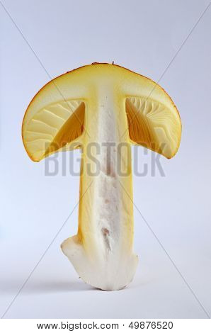 Edible Amanita Caesarea Or Caesar's Mushroom 2
