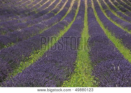 Lavender Fields Near Sault, France