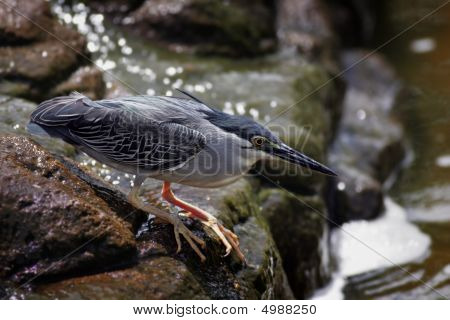 นก