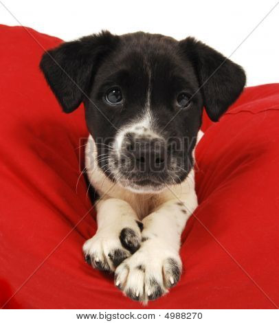 Um filhote de cachorro bonito preto e branco