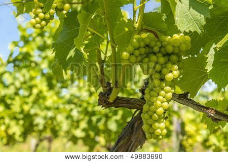 Bunch Of Grapes