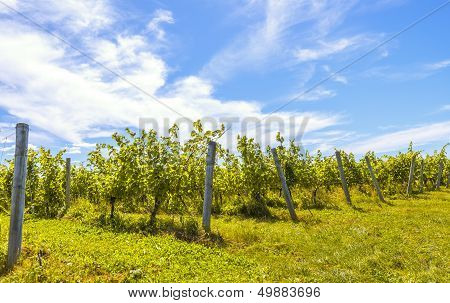 Rows Of Grapes