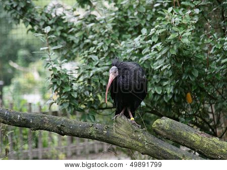 Ibis