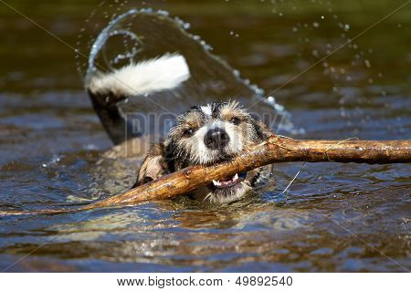 Dog With A Stick In The Water