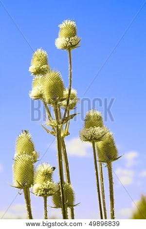 Teasel Flowers Against Blue Sky