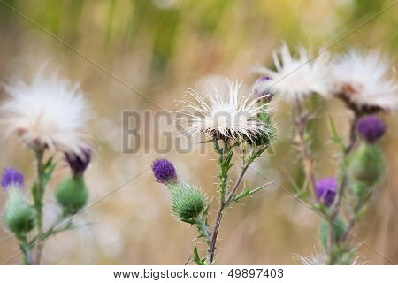 Thistle flowers group