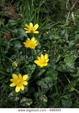 ดอกไม้ป่า Celandine เลสเซอร์
