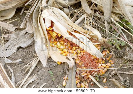 Background of withered corn