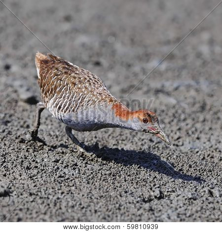 Slaty-breasted Rail