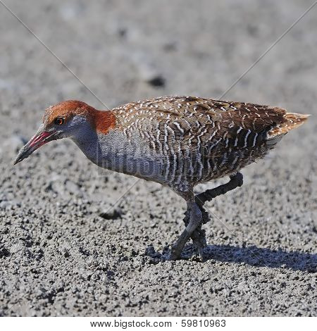 Slaty-breasted Rail
