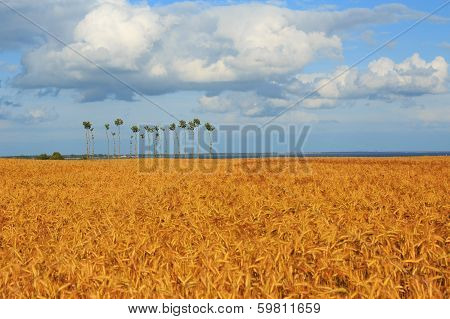 Trees and field of wheat swaying in the wind