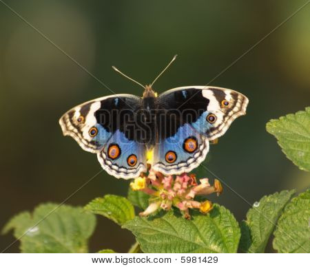 farfalla