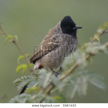Punainen purki Bulbul