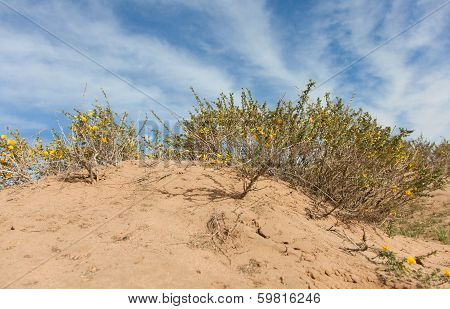 Camel Thorn Bushes