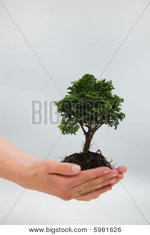 Donna in possesso di un piccolo albero nelle sue mani