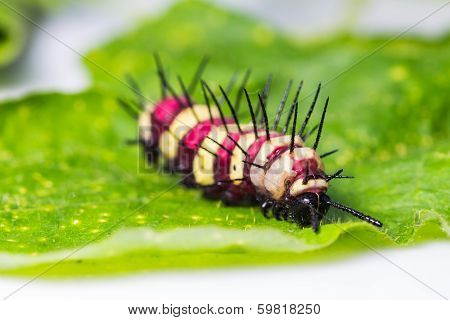 Leopard Lacewing Caterpillar