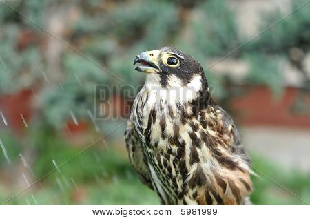 Falco