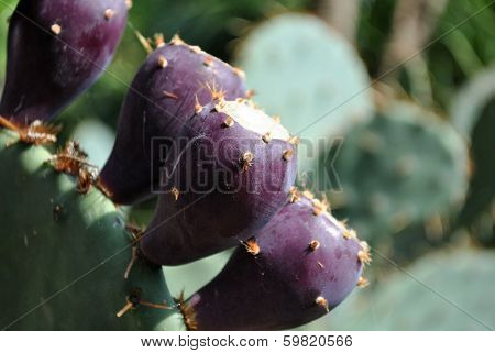 Desert Fruit
