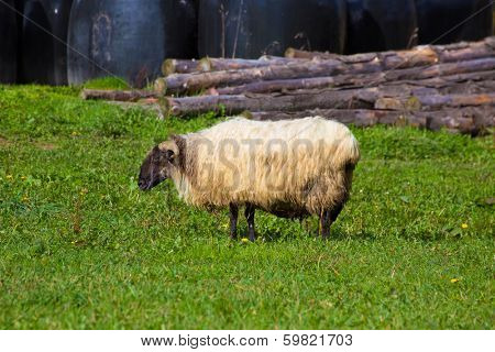 Latxa sheep in Pyrenees of Navarra grazing in meadow at Spain
