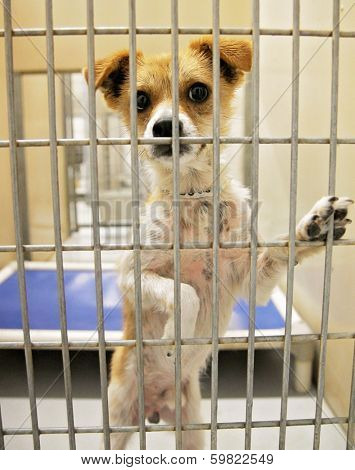  a dog in an animal shelter, waiting for a home to be adopted 