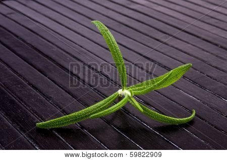 Rosemary