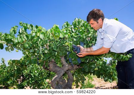 Winemaker oenologist checking bobal wine grapes ready for harvest in Mediterranean