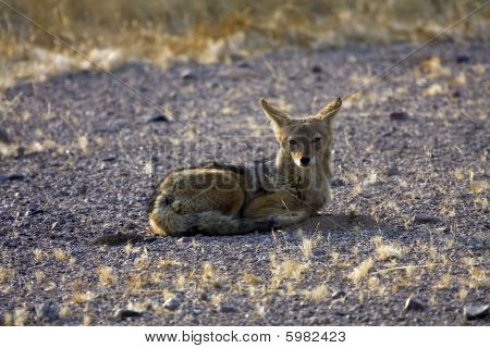Jackal