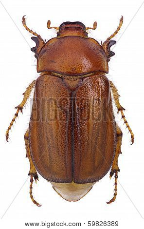 Female of june beetle (Amphimallon vernale)
