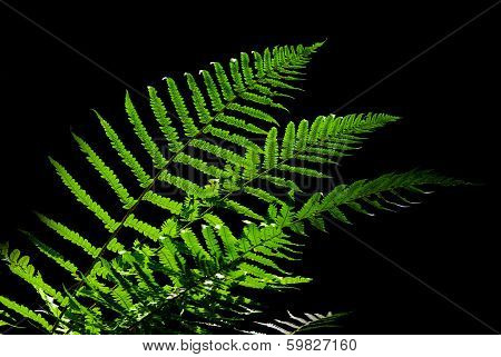Fern on black