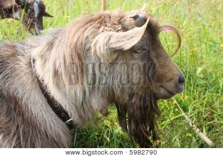 Capra senza corno marrone