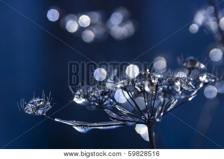Frozen Rain