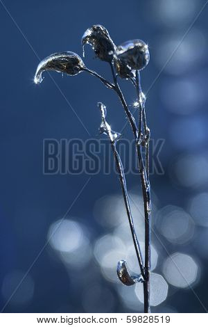 Frozen Rain